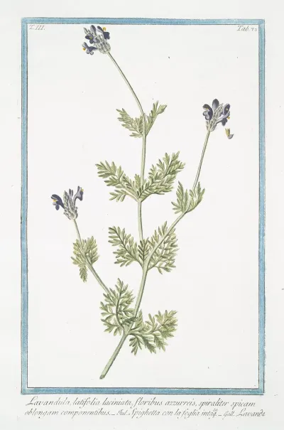 Lavandula Latifolia Laciniata Floribus Azzurreis Spiraliter Spicam Oblongam Componentibus Spighetta Con La Foglia Intagta Lavande Spike Lavender