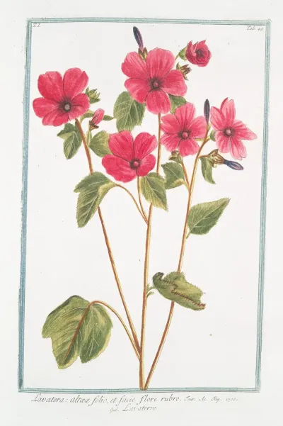 Lavatera Altaeae Folio Et Facie Flore Rubro Lavaterre Tree Mallow