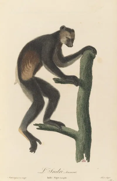 Le Indri