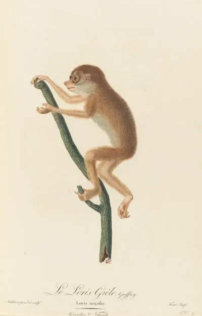 Le Loris Grele