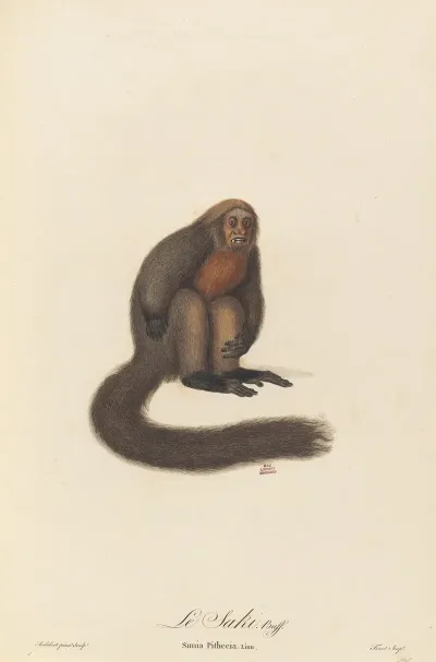 Le Saki