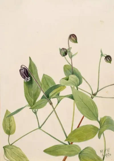 Leather Flower Clematis Viorna