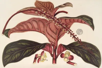 Ledenbergia Roseo Aenea