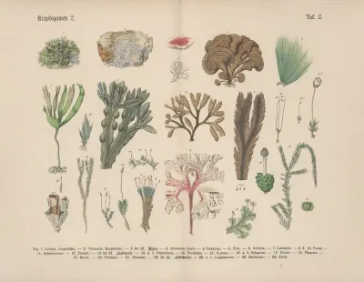 Lehrbuch Der Praktischen Pflanzenkunde In Wort Und Bild Pl 02