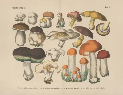 Lehrbuch Der Praktischen Pflanzenkunde In Wort Und Bild Pl 06