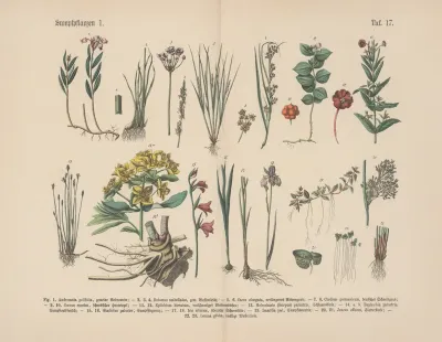 Lehrbuch Der Praktischen Pflanzenkunde In Wort Und Bild Pl 17