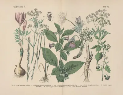 Lehrbuch Der Praktischen Pflanzenkunde In Wort Und Bild Pl 21