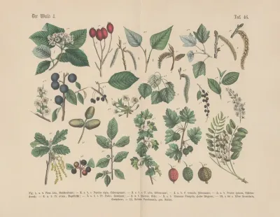 Lehrbuch Der Praktischen Pflanzenkunde In Wort Und Bild Pl 46