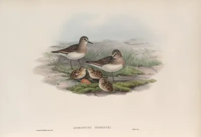 Leimonites Temminckii Temmincks Stint