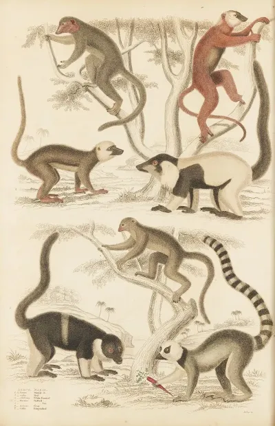 Lemur
