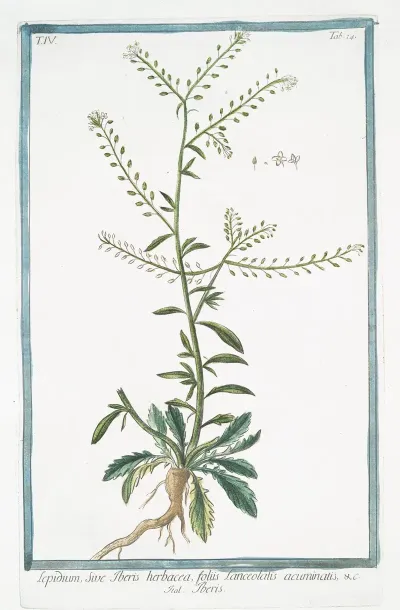 Lepidium Sive Tberis Herbacea Foliis Lanceolatis Acuminatis Tberis Garden Cress