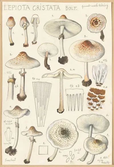 Lepiota Cristata