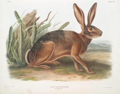 Lepus Californicus Californian Hare Natural Size