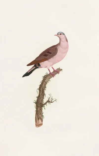 Les Pigeons Pl 50