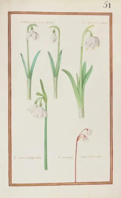 Leuco Narcissus Precox L Narcissus Vernus L Narcissus Polyanthos L Narcissus Minor Autumnalis