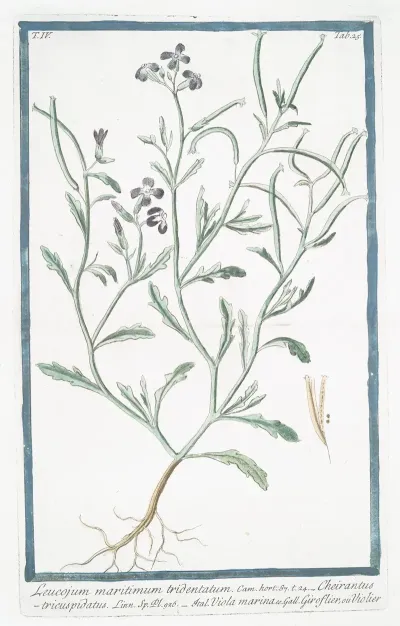 Leucojum Maritimum Tridentatum Cheirantustricuspidatus Viola Marina Giroflier Ou Violier Spring Snowflake