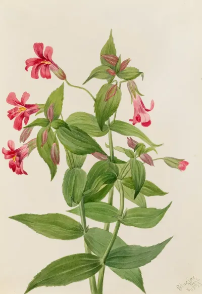 Lewis Monkey Flower Mimulus Lewisii