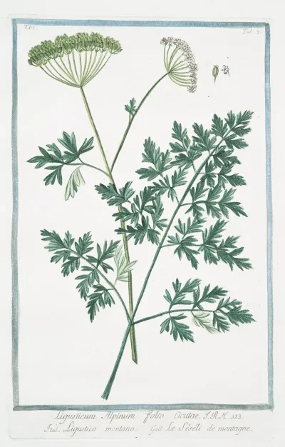 Ligusticum Alpinum Folio Acutae Ligustico Montano Lle Seseli De Montagne Mountain Lovage