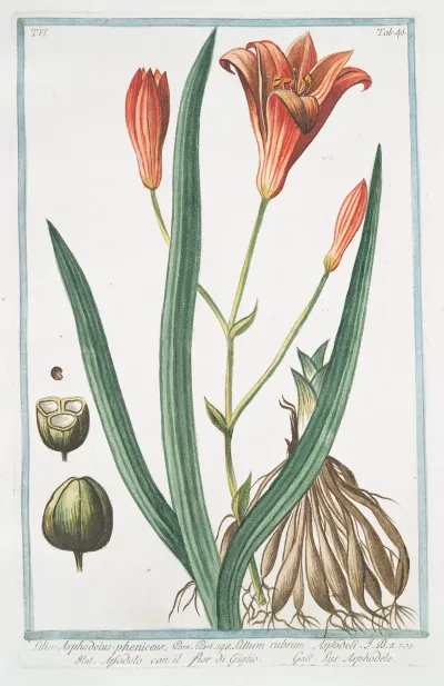 Lilio Asphodelus Pheniceus Lilium Rubrum Asfodelo Con Il Fior Di Giglio Lys Asphodele Day Lily
