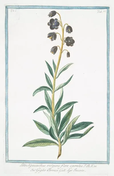 Lilio Hyacinthus Vulgaris Flore Caeruleo Giglio Persico Lys Iacinte
