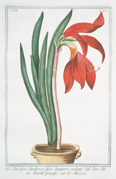 Lilio Narcissus Jacobaeus Flore Sangiuneo Rutilante Amarilli Formosa Narcise Lily Daffodil