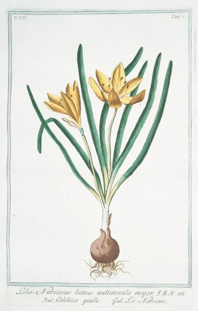 Lilio Narcissus Luteus Autumnalis Major Colchico Giallo Lis Narcisse Colchicum Autumn Crocus Fall Crocus