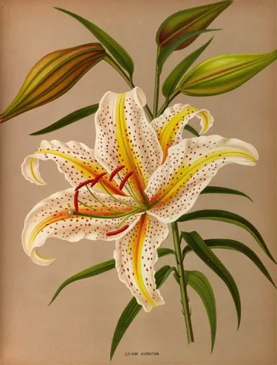 Lilium Auratum 2