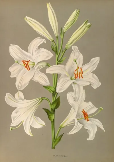 Lilium Candidum