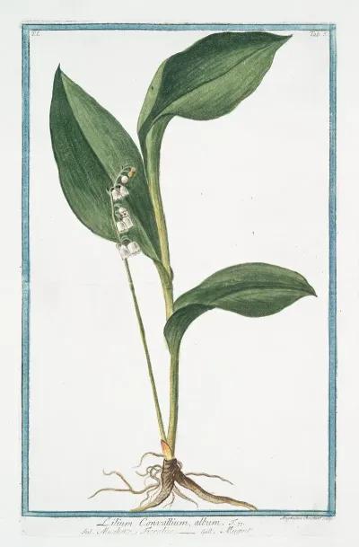 Lilium Convallium Album Mughetto Floralise Muguet Lily Of The Valley