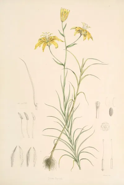 Lilium Davidi
