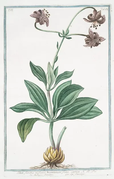 Lilium Floribus Reflexis Montanum Flore Carneo Martagone Salvatico Lys Sauvage