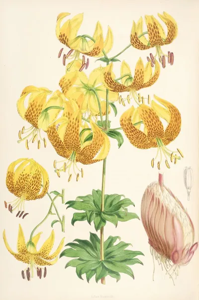Lilium Humboldti