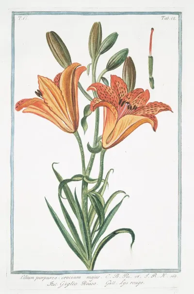 Lilium Purpureo Croceum Majus Giglio Rosso Lys Rouge Orange Lily