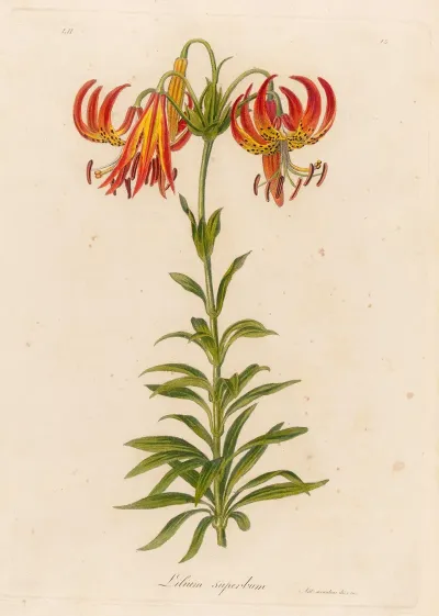 Lilium Superbum 2