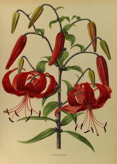 Lilium Tigrinum