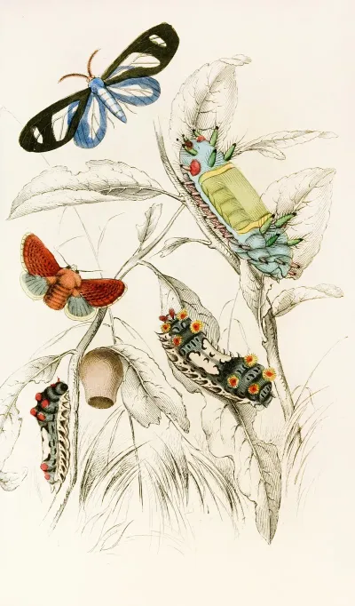 Limacodes Micilia Doratifera Vulnerans
