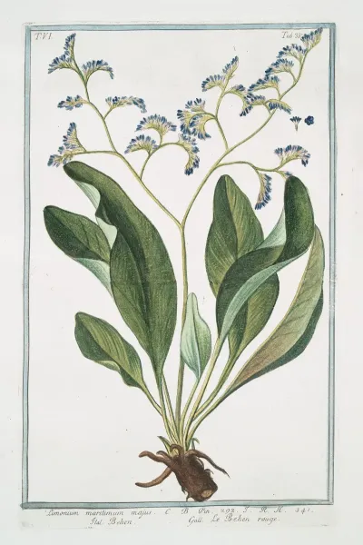 Limonium Maritimum Majus Behen Le Behen Rouge Sea Lavender