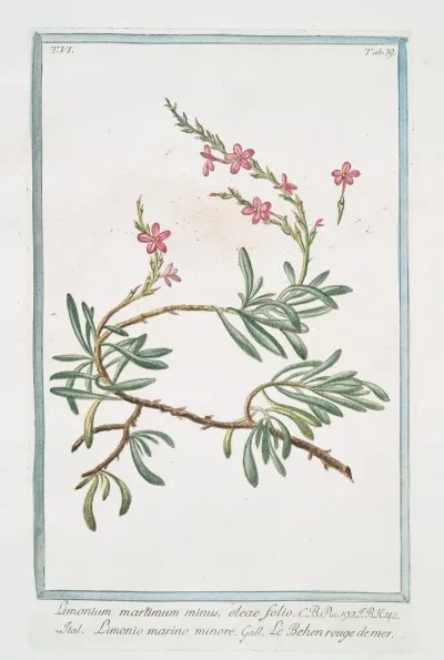 Limonium Maritimum Minus Oleae Folio Limonio Marino Minore Le Behen Rouge De Mer Sea Lavender