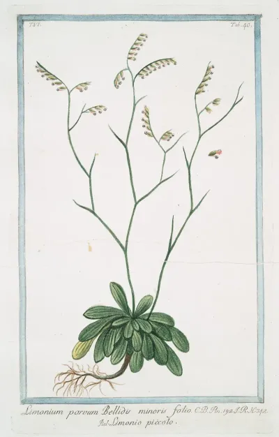 Limonium Parvum Bellidis Minoris Folio Limonio Piccolo Rock Sea Lavender