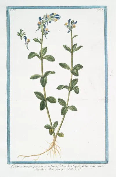 Linaria Annua Purpuro Violacea Calcaribus Longis Foliis Imis Rotundioribus Purple Toadflax