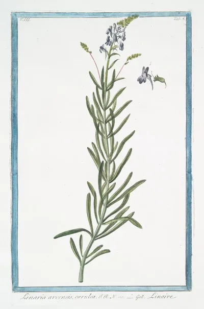 Linaria Arvensis Caerulea Linaire Blue Corn Toadflax