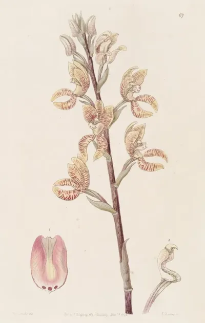 Lindens Govenia