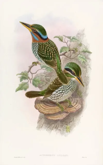 Lindsays Kingfisher