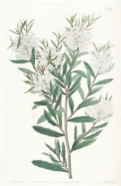 Linear Leaved Hakea