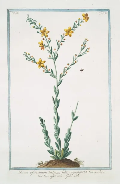 Linum Africanum Luteum Foliis Conyungalik Lino Africano Lin African Flax