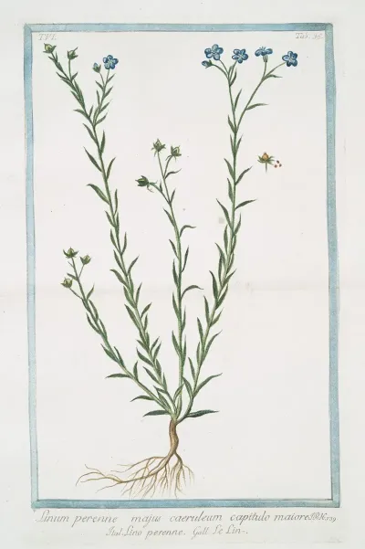 Linum Perenne Majus Caeruleum Capitulo Maiore Lino Perenne Le Lin Blue Flax Perennial Flax