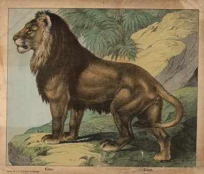Lion 17