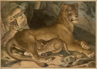 Lion And Lioness 4