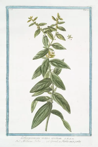 Lithospermum Majus Erectum Milium Solis Gremil Ou Herbe Aux Perles Puccoon