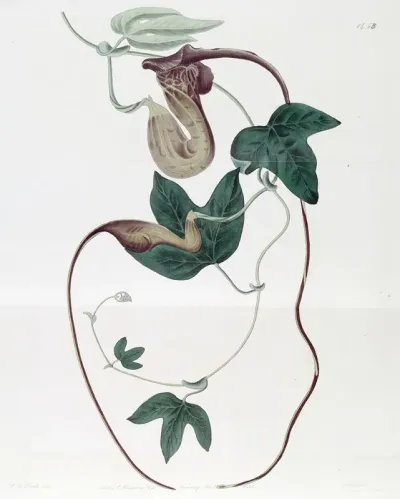 Livid Flowered Birthwort